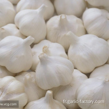 Supply Garlic New Season - prix pas cher